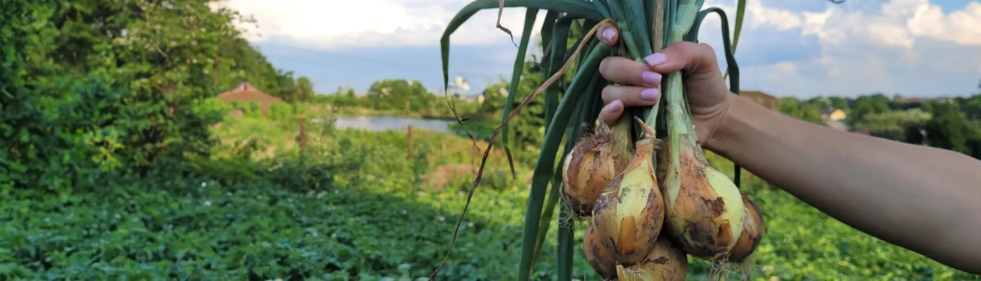 Growing Jerusalem artichokes