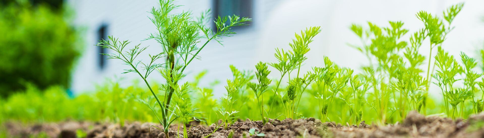 klimaat bij het buiten kweken van planten